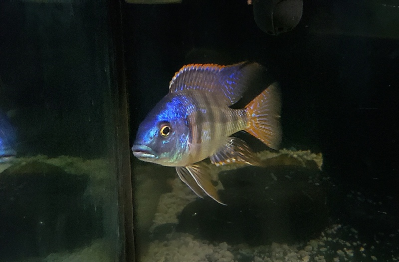 Placidochromis johnstoni